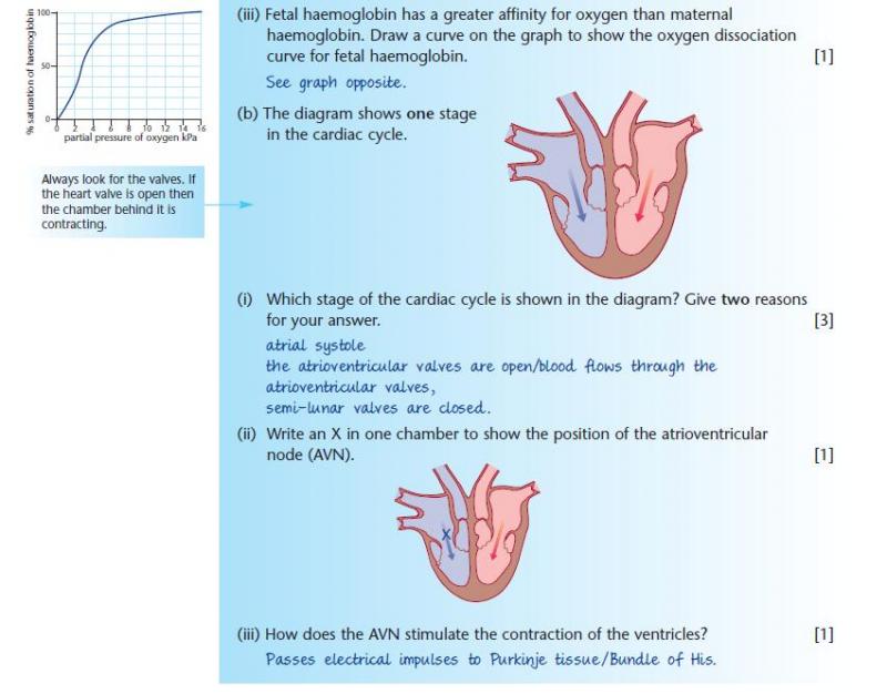 Sample question and model answer a2levellevelrevision, biology